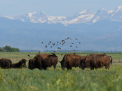 Rocky Mountain Arsenal National Wildlife Refuge