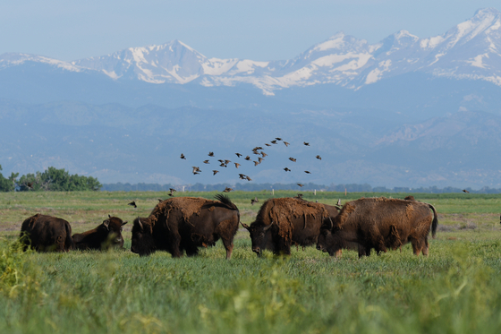 Rocky Mountain Arsenal National Wildlife Refuge