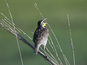 Rocky Mountain Arsenal National Wildlife Refuge
