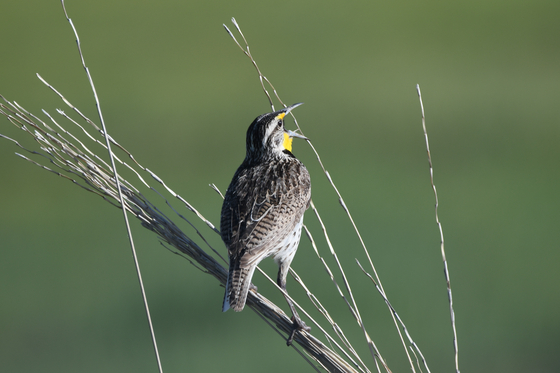 Rocky Mountain Arsenal National Wildlife Refuge
