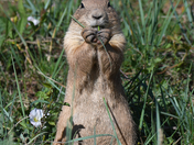 Rocky Mountain Arsenal National Wildlife Refuge