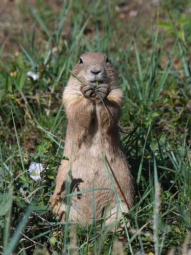 Rocky Mountain Arsenal National Wildlife Refuge