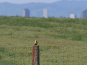 Rocky Mountain Arsenal National Wildlife Refuge