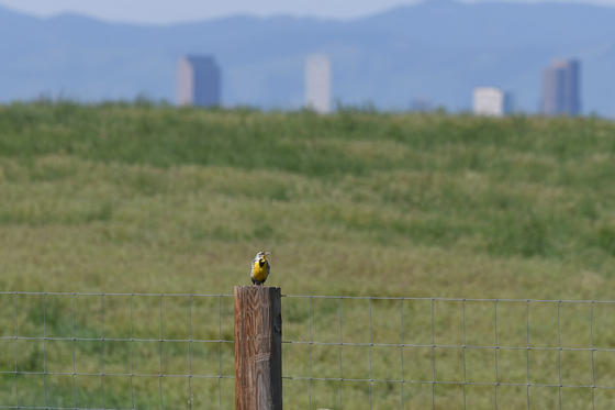 Rocky Mountain Arsenal National Wildlife Refuge