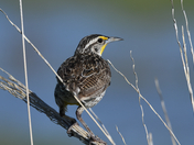Rocky Mountain Arsenal National Wildlife Refuge