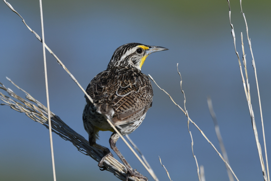 Rocky Mountain Arsenal National Wildlife Refuge
