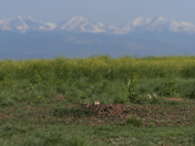 Rocky Mountain Arsenal National Wildlife Refuge