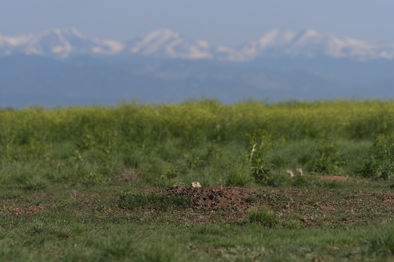 Rocky Mountain Arsenal National Wildlife Refuge