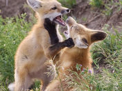 Playtime