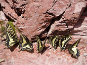 Anise Swallowtail's