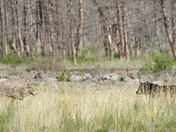 'Prairie meets Mountain' 
