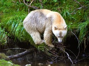 Spirit Bear of the Great Bear Rainforest