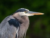 Heron in Profile