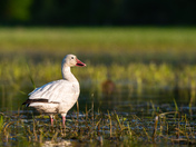 Snow Goose