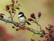 Chickadee in Crabapple Blossom