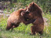 Sibling Rivalry 