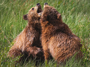 Sibling Rivalry 
