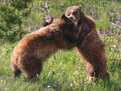 Sibling Rivalry 
