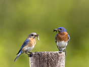 Eastern Bluebird are coming back in Charlevoix, Quebec.