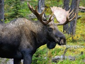 Canadian Icon of the wild 