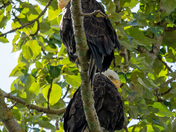 Eagles stacked