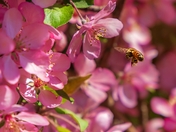 Bee Flying By Pink Flowers
