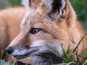 Red Fox