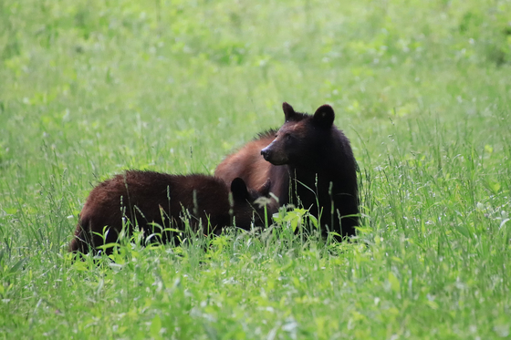 Great Smoky Mountains National Park 