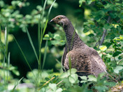 Sooty Grouse