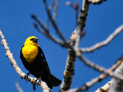 Yellow Headed Blackbird