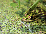 Edge of the Duck Weed