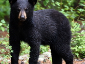 Cub Black Bear
