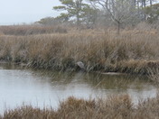 Assateague Island National Seashore
