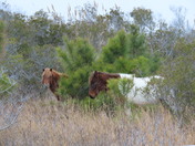 Assateague Island National Seashore