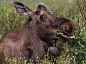 Hungry Moose