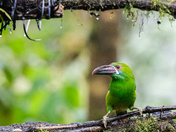 Crimson Rumped Toucanette