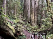 Redwood National and State Parks