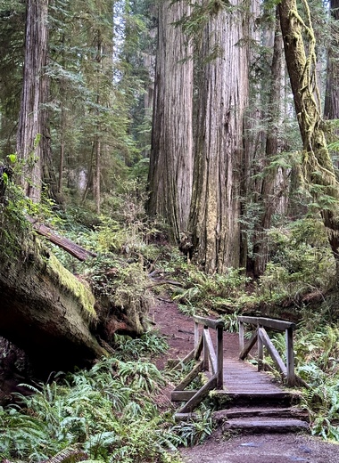 Redwood National and State Parks