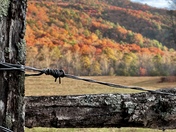 Great Smoky Mountains National Park 
