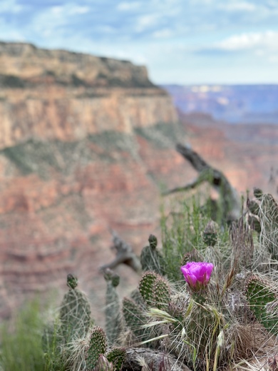 Grand Canyon National Park 