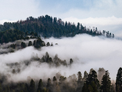 Sequoia National Forest