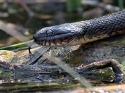 Northern watersnake.