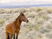 Wild Horse