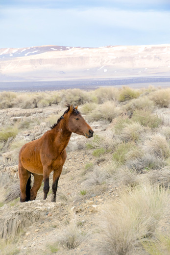 Wild Horse