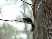 Pee Dee N.W.R