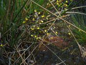 Carolina Sandhills N.W.R