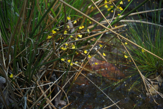 Carolina Sandhills N.W.R