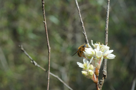 Carolina Sandhills N.W.R