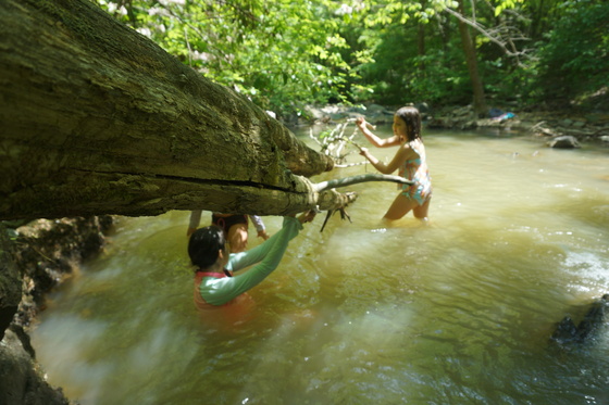 Uwharrie National forest