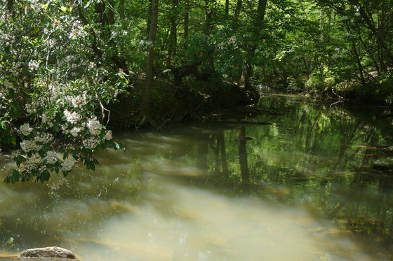 Uwharrie National Forest